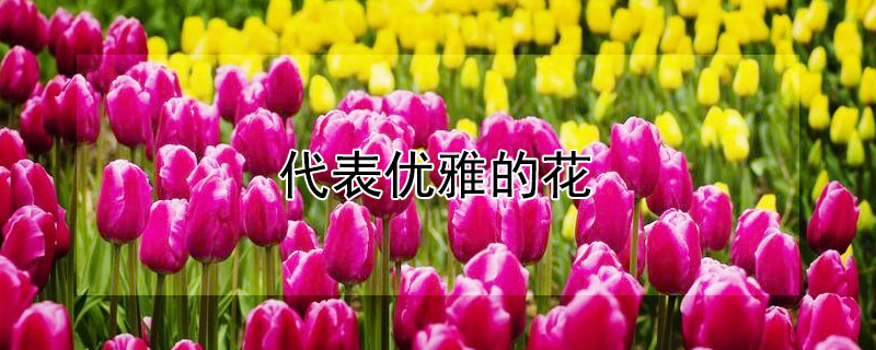 代表優(yōu)雅的花