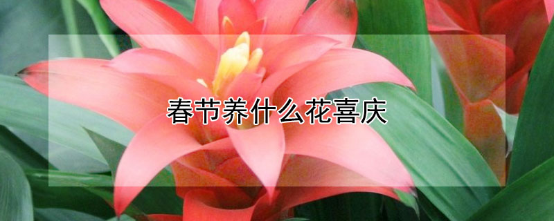 春節(jié)養(yǎng)什么花喜慶