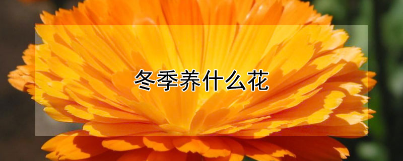 冬季養(yǎng)什么花