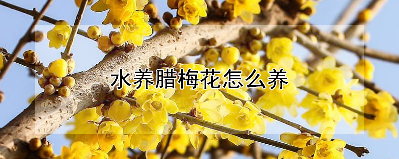 水養(yǎng)臘梅花怎么養(yǎng)