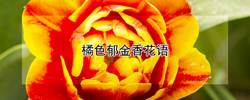 橘色郁金香花語