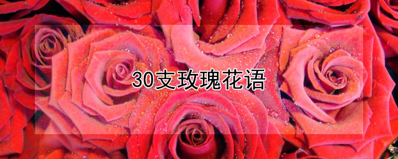 30支玫瑰花語