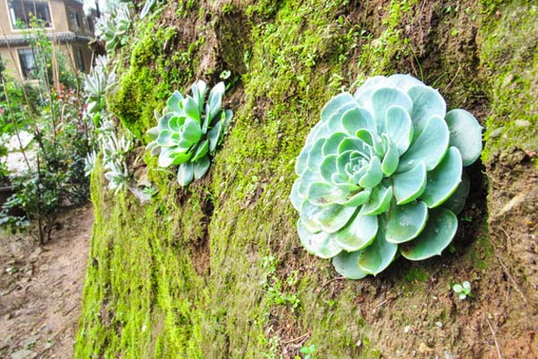 蓮花掌的養殖方法和注意事項