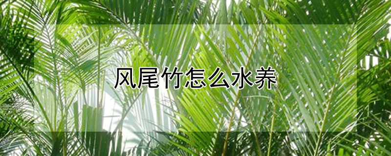 風(fēng)尾竹怎么水養(yǎng)