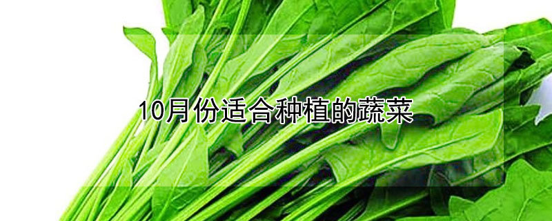 10月份適合種植的蔬菜