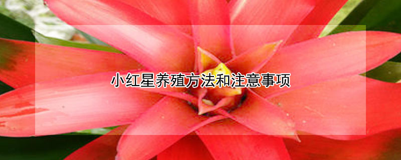 小紅星養(yǎng)殖方法和注意事項(xiàng)