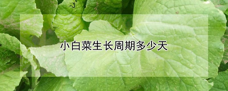 小白菜生長周期多少天