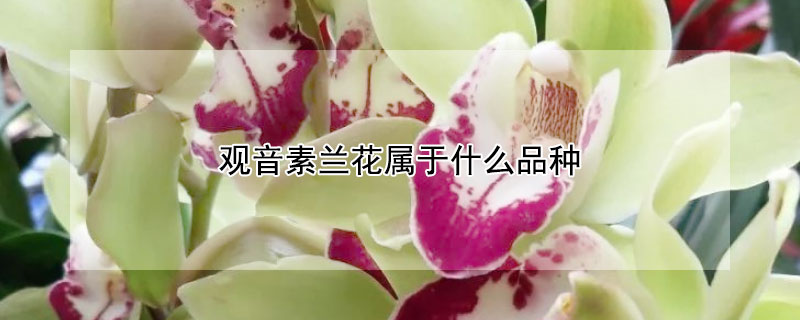 觀音素蘭花屬于什么品種