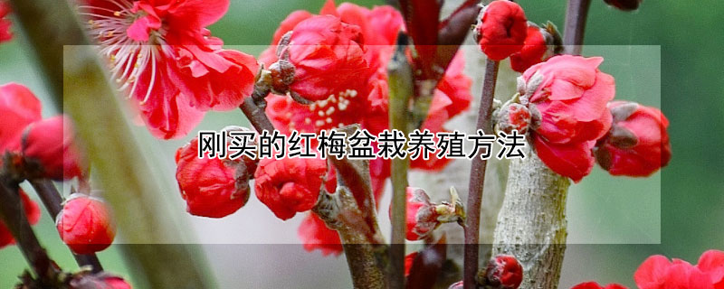 剛買(mǎi)的紅梅盆栽養(yǎng)殖方法