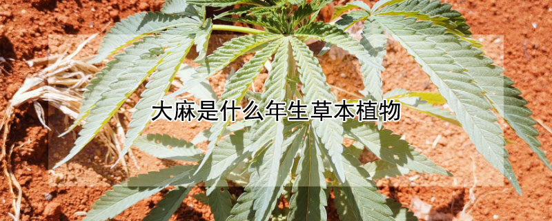 大麻是什么年生草本植物