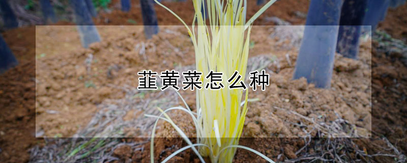 韮黃菜怎么種