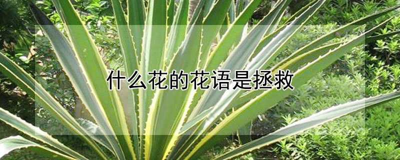 什么花的花語是拯救