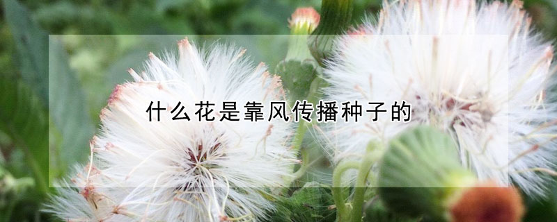 什么花是靠風傳播種子的