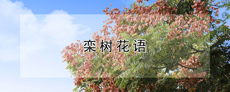 欒樹花語