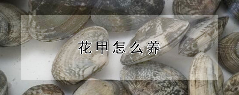 花甲怎么養(yǎng)