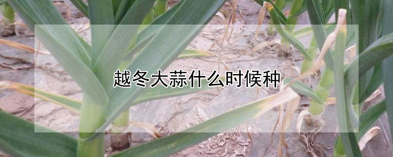 越冬大蒜什么時候種