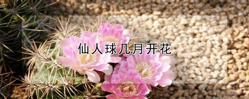 仙人球幾月開花