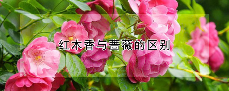 紅木香與薔薇的區(qū)別