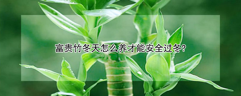 富貴竹冬天怎么養(yǎng)才能安全過冬?