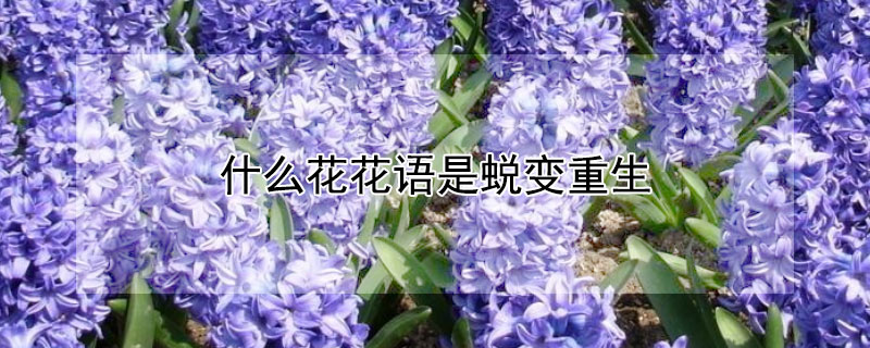 什么花花語是蛻變重生