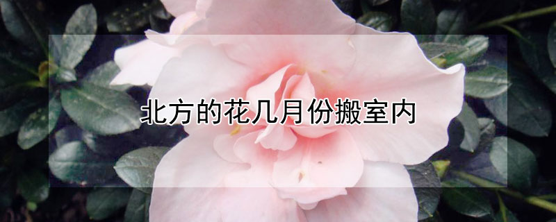 北方的花幾月份搬室內