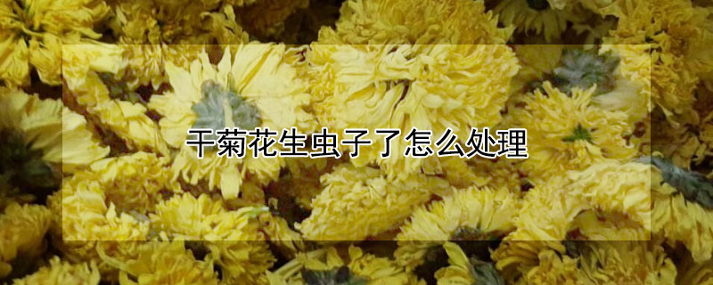 干菊花生蟲子了怎么處理