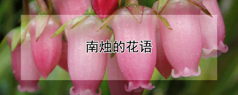 南燭的花語