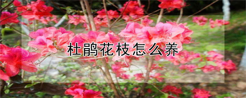 杜鵑花枝怎么養(yǎng)