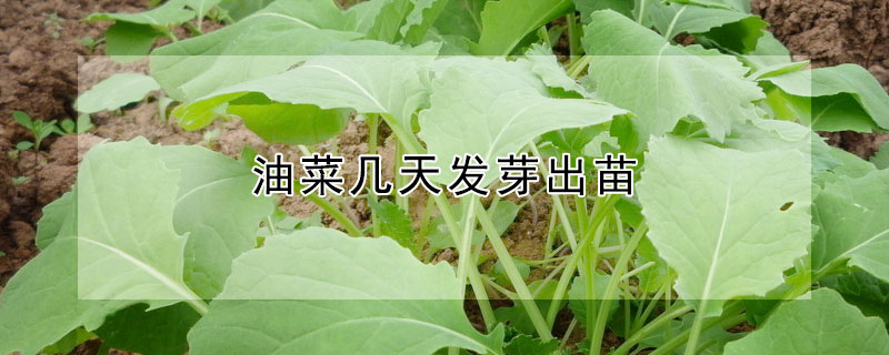 油菜幾天發芽出苗