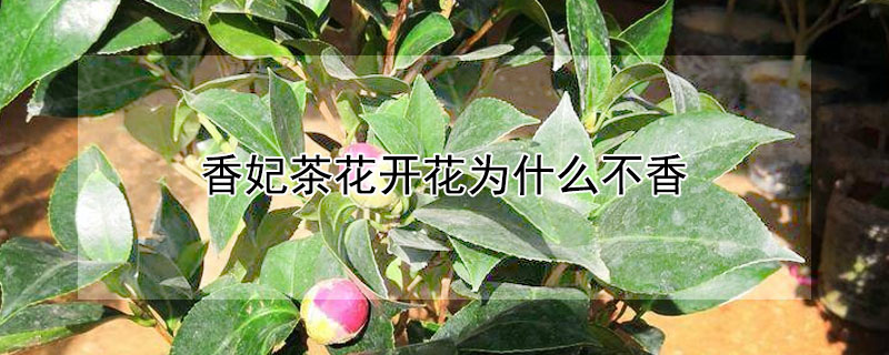 香妃茶花開花為什么不香