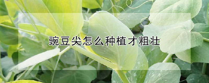 豌豆尖怎么種植才粗壯