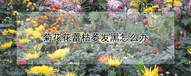 菊花花蕾枯萎發(fā)黑怎么辦