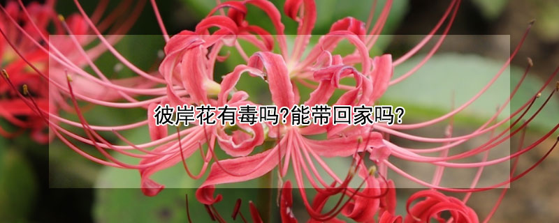 彼岸花有毒嗎?能帶回家嗎?