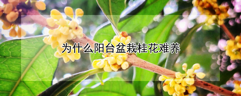 為什么陽臺盆栽桂花難養(yǎng)