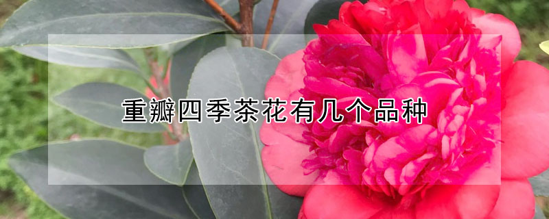 重瓣四季茶花有幾個品種