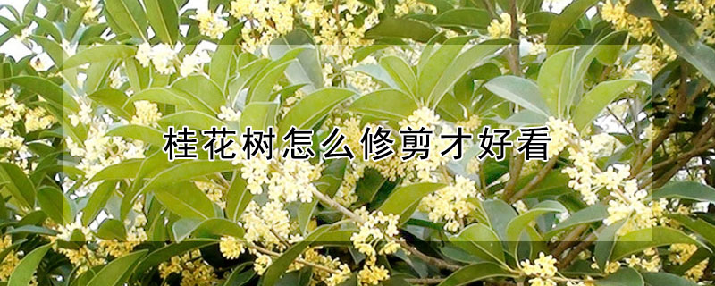 桂花樹怎么修剪才好看