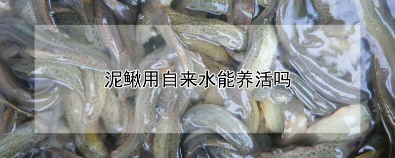 泥鰍用自來水能養活嗎