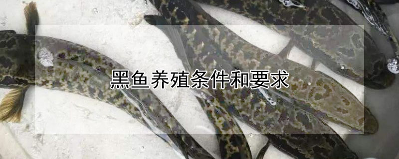 黑魚養殖條件和要求