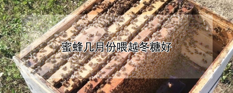 蜜蜂幾月份喂越冬糖好