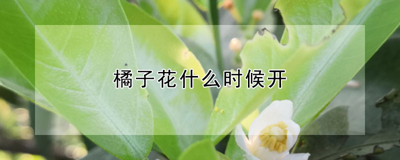 橘子花什么時(shí)候開