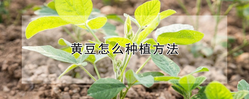 黃豆怎么種植方法