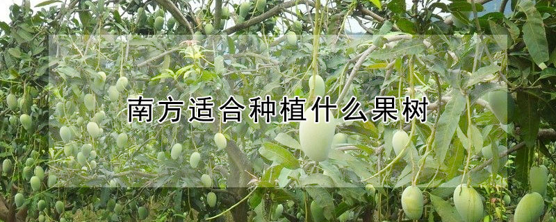 南方適合種植什么果樹