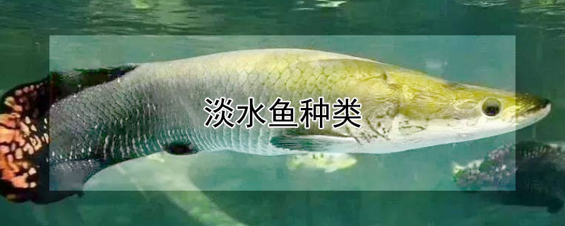 淡水魚種類