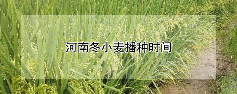 河南冬小麥播種時間