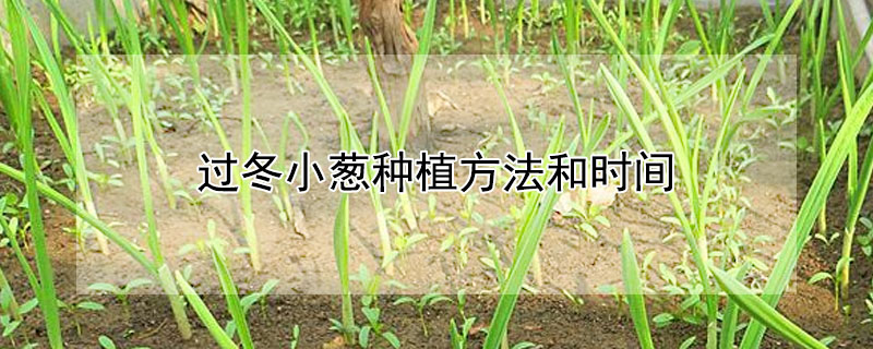 過冬小蔥種植方法和時間