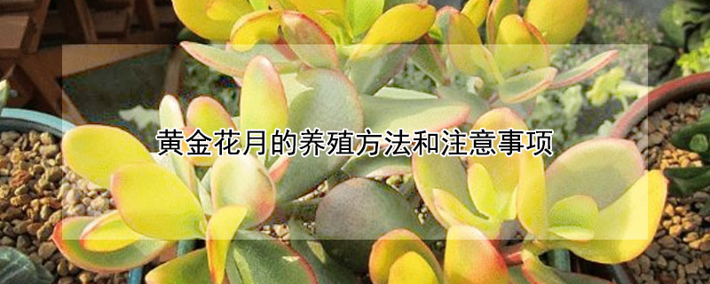 黃金花月的養殖方法和注意事項