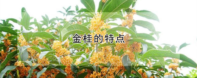 金桂的特點(diǎn)