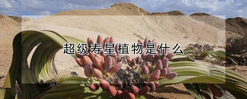 超級壽星植物是什么