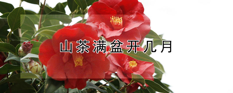 山茶滿盆開幾月