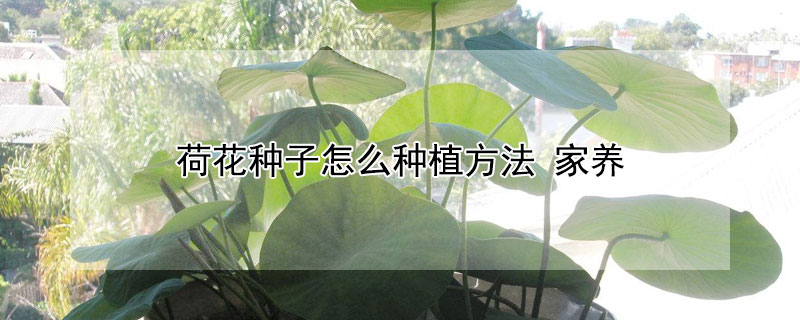 荷花種子怎么種植方法 家養